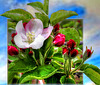 Apfelblüten aus Südtirol... ©UdoSm
