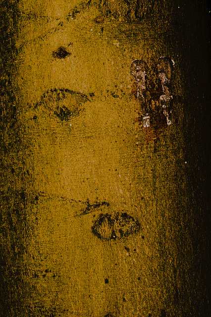 Wald, Horn Bad-Meinberg