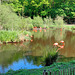 Happy Fenced Flamingo Friday!