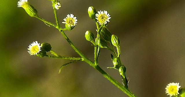 20230716 2173CPw [D~LIP] Kanadisches Berufkraut (Erigeron canademsis), Bad Salzuflen