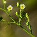 20230716 2173CPw [D~LIP] Kanadisches Berufkraut (Erigeron canademsis), Bad Salzuflen