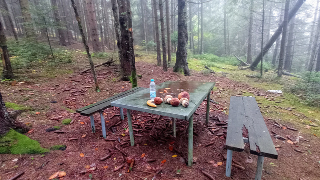 Bench for mushrooms collector