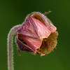 Purple Avens