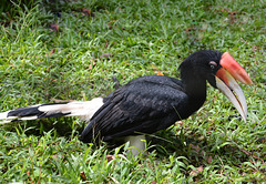 Rhinoceros Hornbill