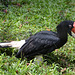 Rhinoceros Hornbill