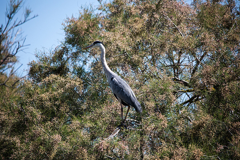 20150518 7866VRTw [R~F] Graureiher (Ardea cinerea), Parc Ornithologique, Camargue