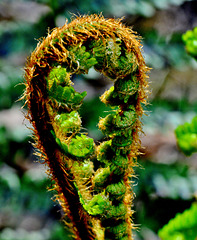 Looped Frond!