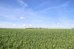 Environs de Châteaudun (28) 21 mai 2017. Hameau au milieu de l'immense plaine de la Beauce.