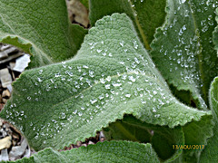 bouillon blanc