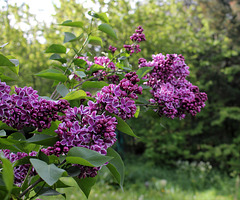 Syringa vulgaris -Lilas'Sensation'  (3)