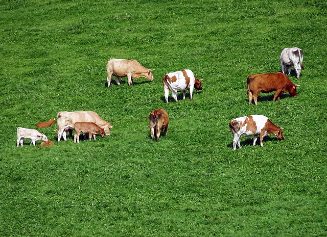 Koetjes & Kalfjes Übachsberg