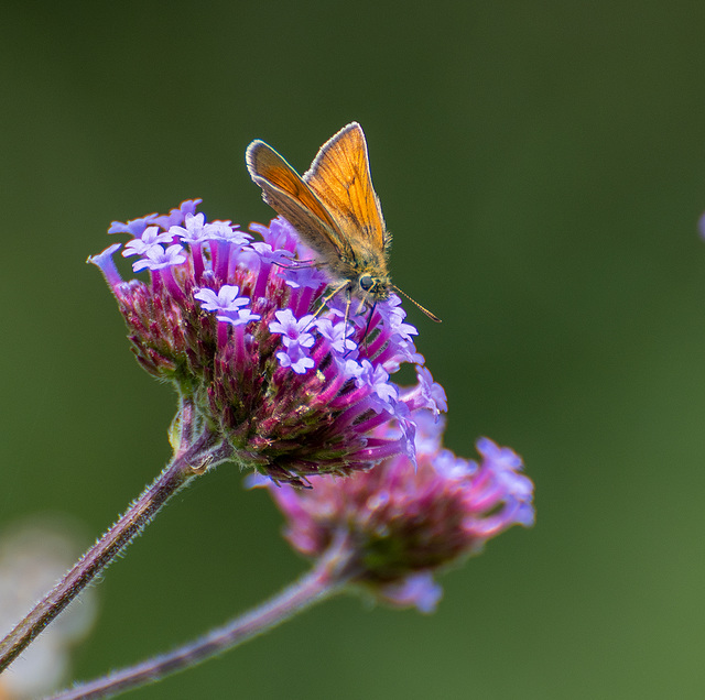 Small skipper butterfly