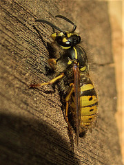 Wasp