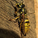 Wasp