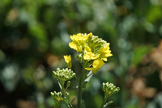 Rapsblüten II