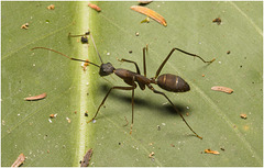 IMG 9723 Ant
