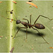 IMG 9723 Ant