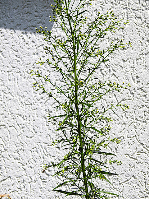 20230716 2174CPw [D~LIP] Kanadisches Berufkraut (Erigeron canademsis), Bad Salzuflen