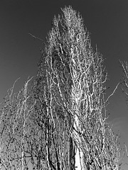 Quaking aspen