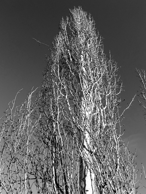 Quaking aspen