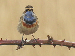 20180403 3384CPw [D~AUR] Blaukehlchen (Luscinia svecica), Leybucht, Greetsiel