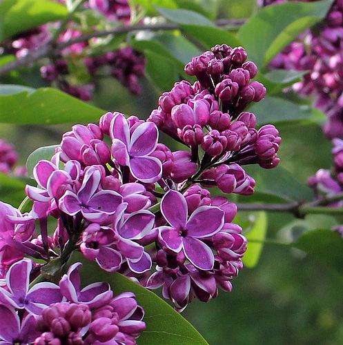 Syringa vulgaris -Lilas 'Sensation'