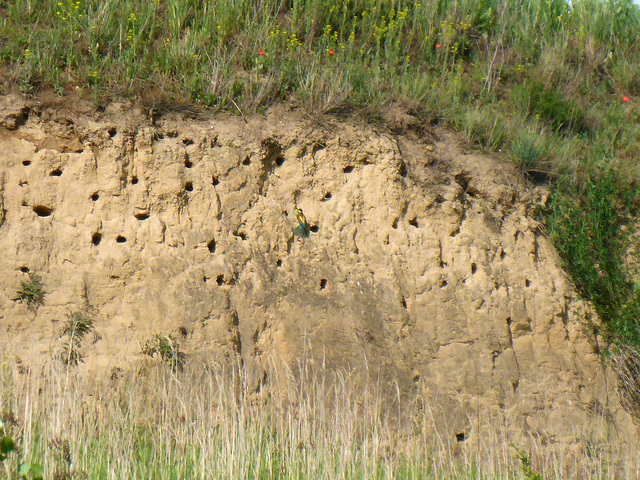 Bienenfresser vor seiner Bruthöhle