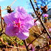 13 BGD  Rhododendron mucronulatum - Stachelspitziger Rhododendron