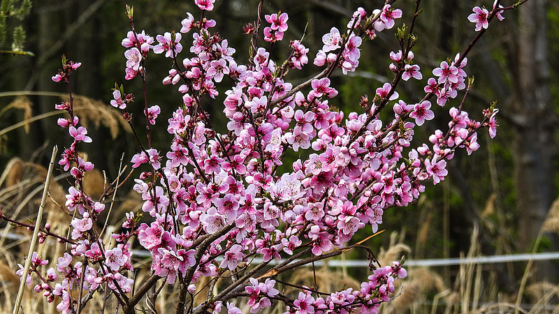 20190410 4775CPw [D~PM] Pfirsich (Prunus persica), Reckahner Fischteiche, Reckahn, Kloster Lehnin