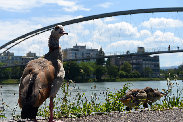 This is my bridge and my river!!  C'est mon pont et ma rivière !!