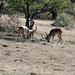 Namibia, Erindi Game Reserve, Duel of Impala Males