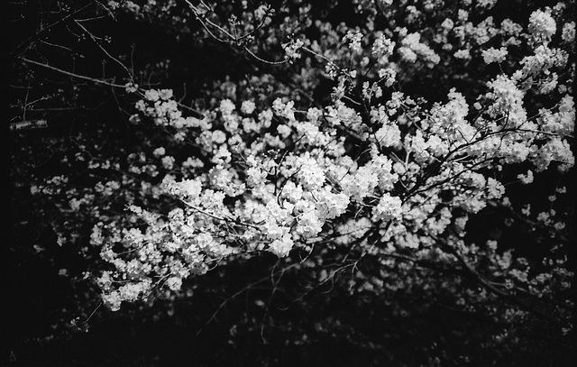 Cherry blossom 03