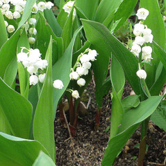 Quelques brins de mon jardin...