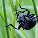 Anderes Foto: Der Käfer im groß