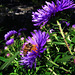 Michaelmas daisies with a bee in the flower cup collecting nectar.