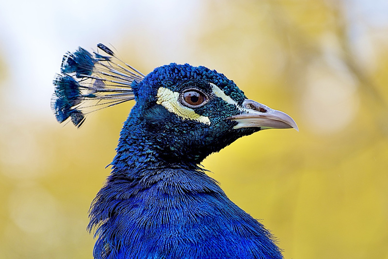 Pfau