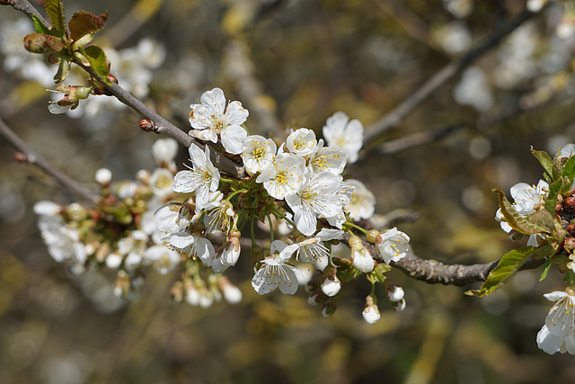 Kirschblüten II