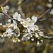 Kirschblüten II