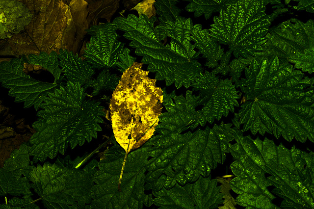 Wald, Horn Bad-Meinberg