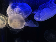 Moon Jellies