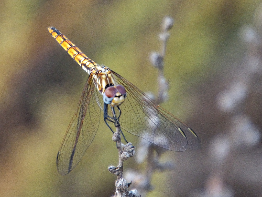 Violet Dropwing f (Trithemis annulata) DSB 1634