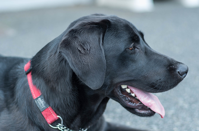 Black Labrador retriever