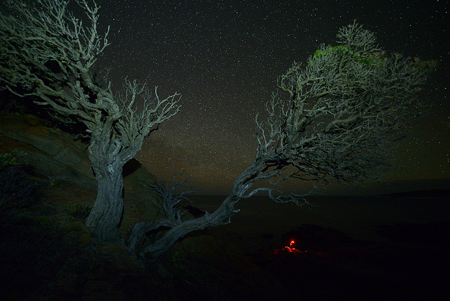 Natures True Bonsai