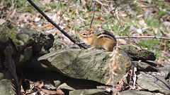 Chipmunk