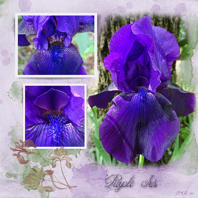 Purple Iris