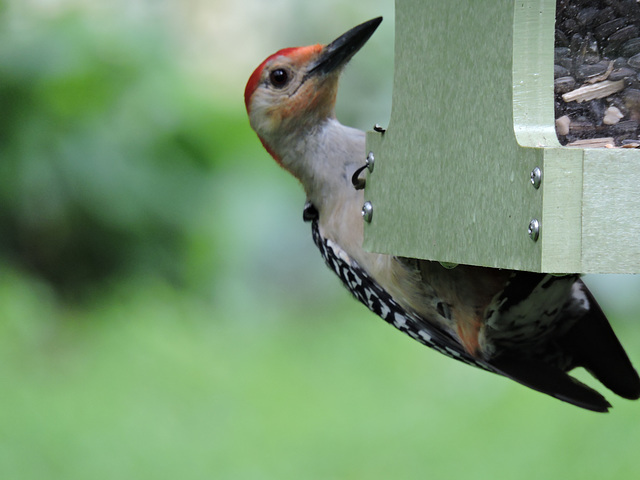 Red-bellied Woodpecker