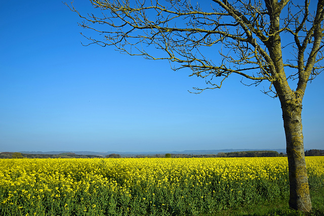 Fields of gold time again!