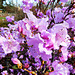 14 BGD  Stachelspitz- Rhododendron aus Korea