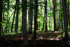 Sommerhitze - Waldeskühle // Summer heat - forest coolness
