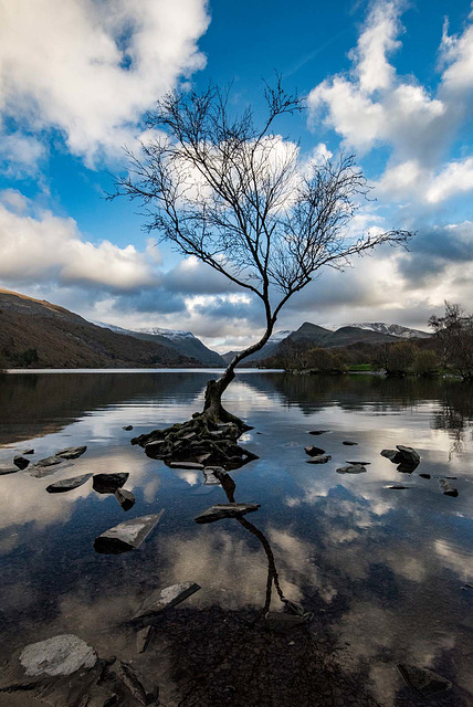 The lone tree, Lake Padarn